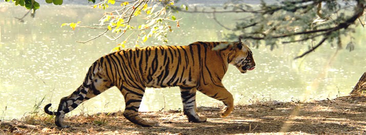 746/IORA-The Retreat - Kaziranga National Park 15.jpg